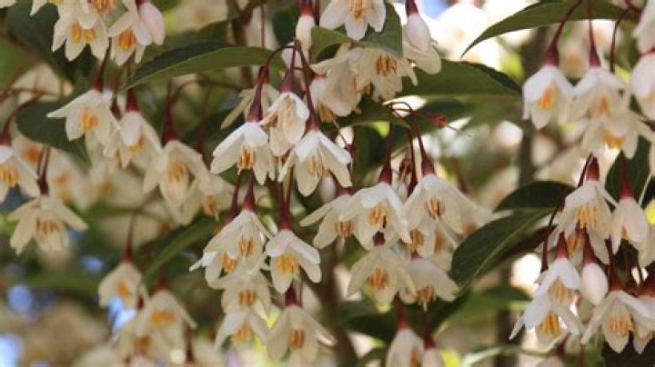 Is Cornus kousa Evergreen?
