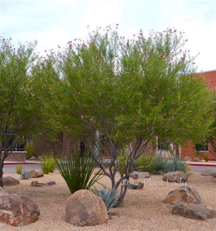 Is Desert Willow fast growing?