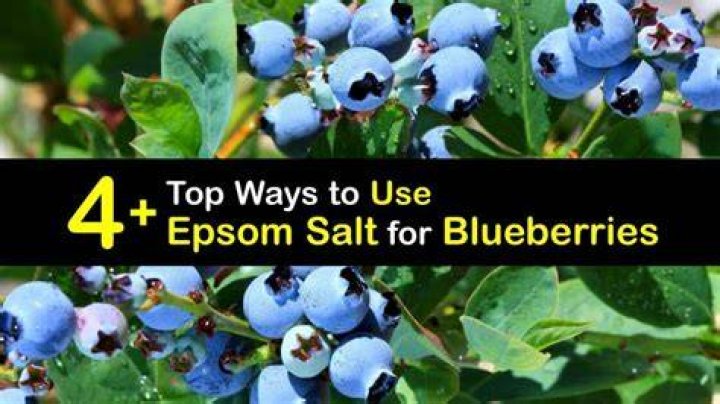 Is Epsom salt good for blueberries?