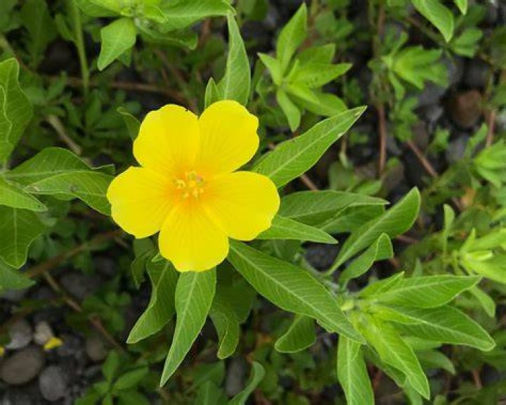 Is evening primrose plant invasive?