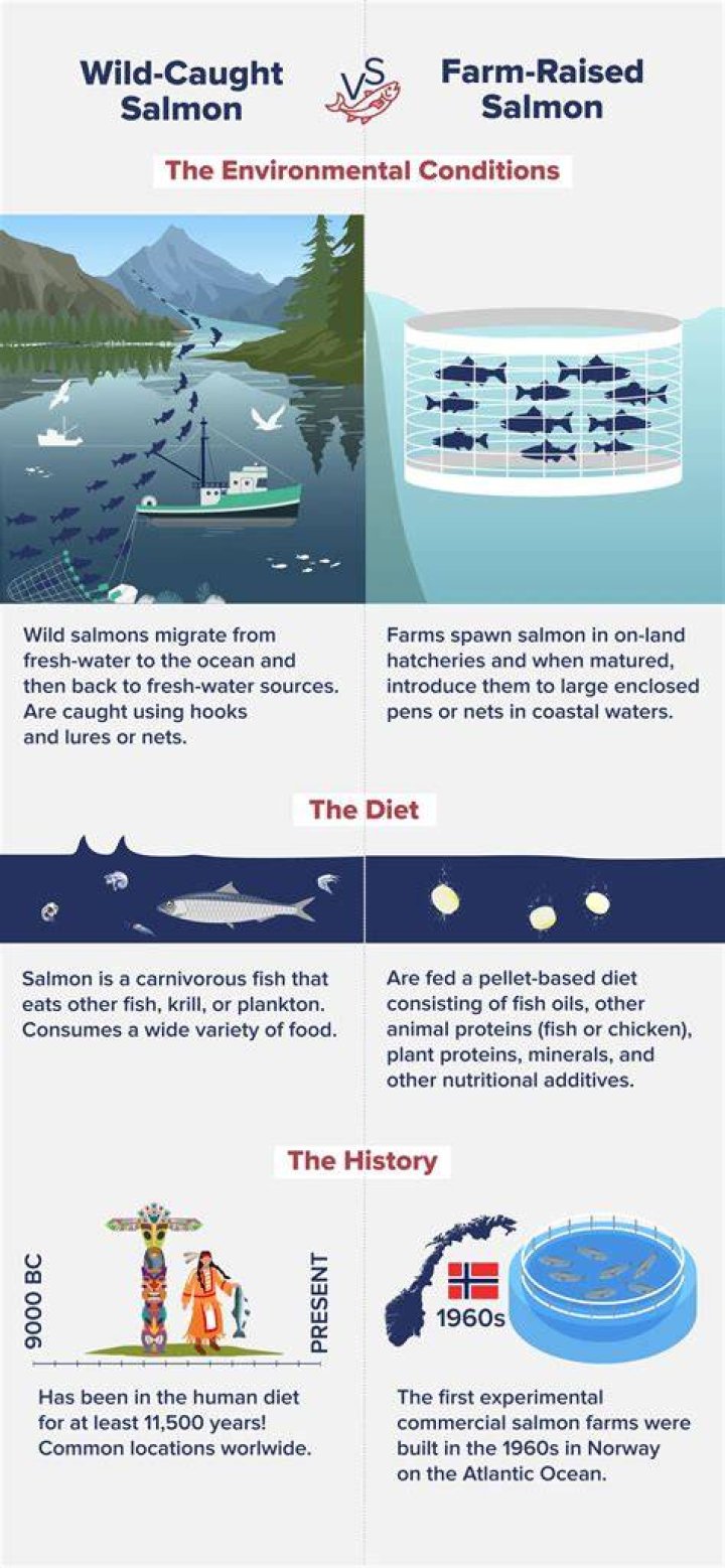 Is farmed or wild salmon better?