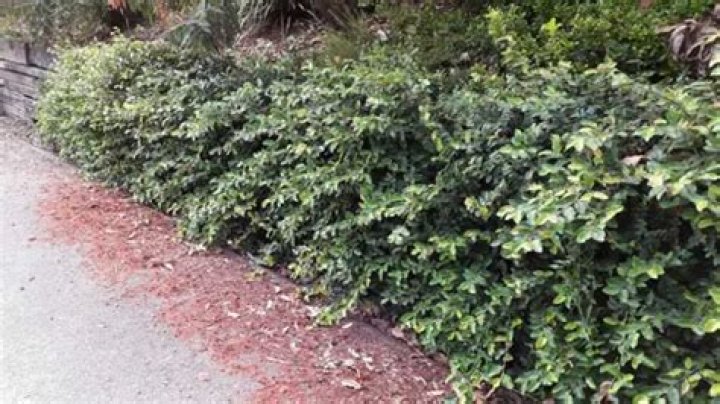 Is Ficus pumila invasive?