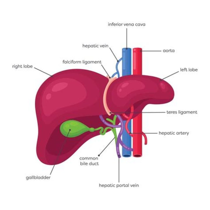 Is gallbladder attached to liver?