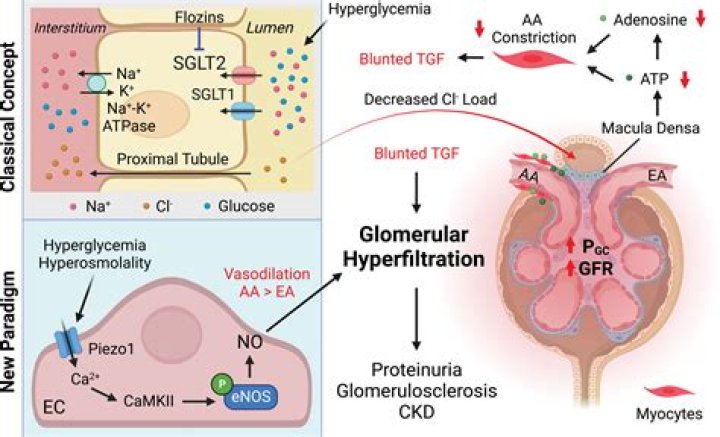 Is glomerular filtration is an ATP driven process?