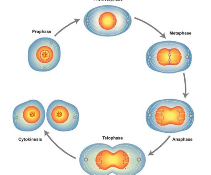 Is Interphase the same in mitosis and meiosis?