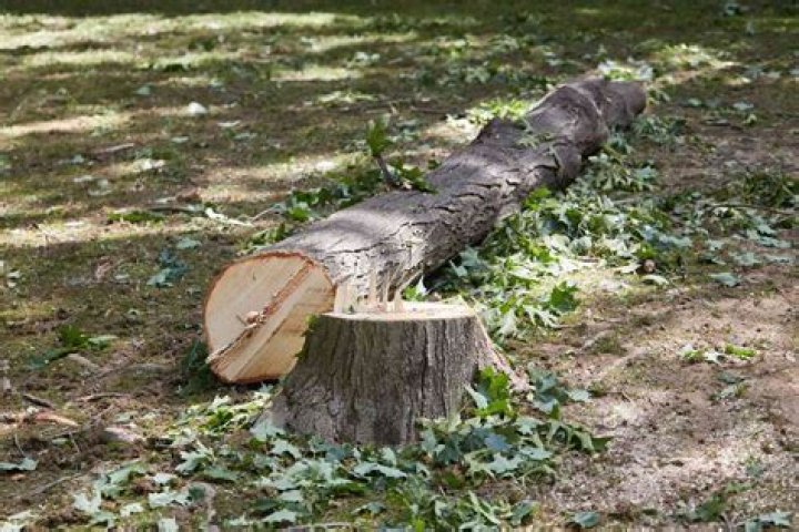Is it illegal to cut down oak trees in California?