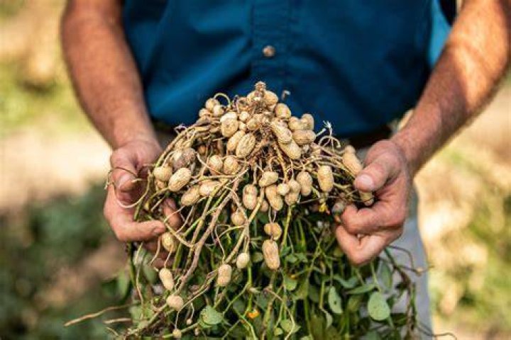 Is it legal to grow peanuts?