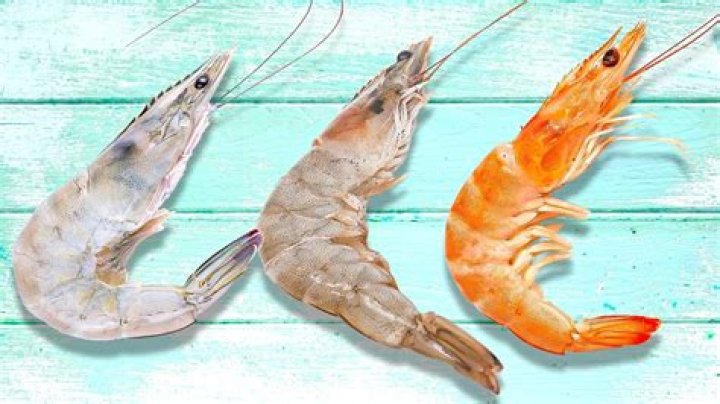 Is it normal for shrimp to have white spots?