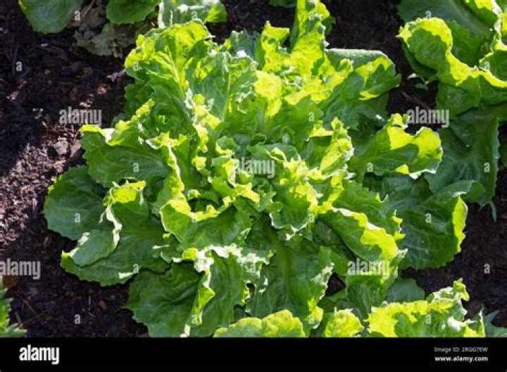 Is it OK to eat bitter lettuce