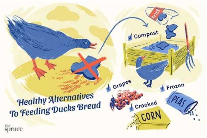 Is it okay to feed Cheerios to ducks?