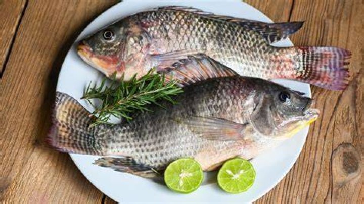 Is it safe to eat raw tilapia?