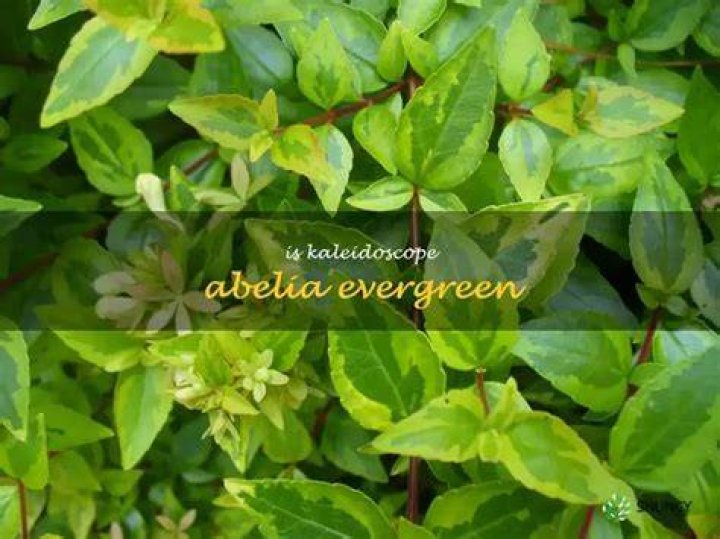 Is Kaleidoscope Abelia Evergreen?