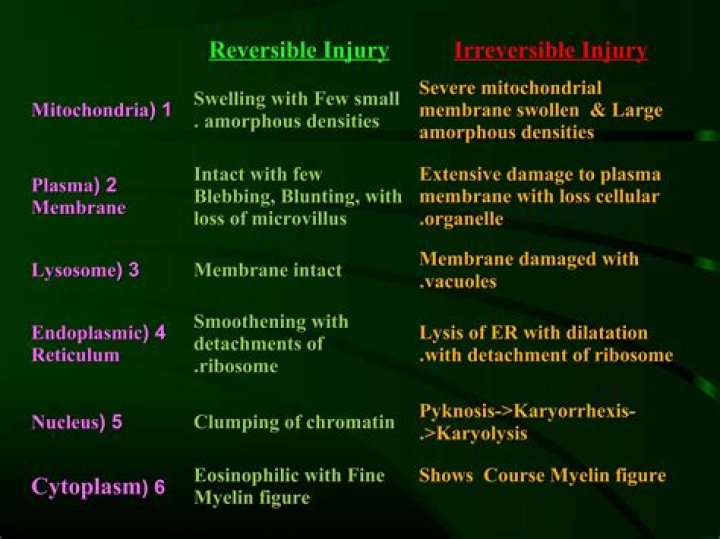 Is Karyorrhexis reversible?