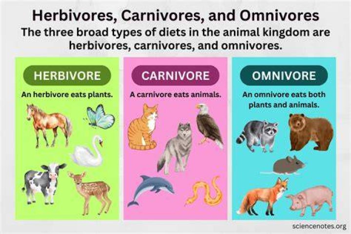 Is leopard seal a herbivore carnivore or omnivore?
