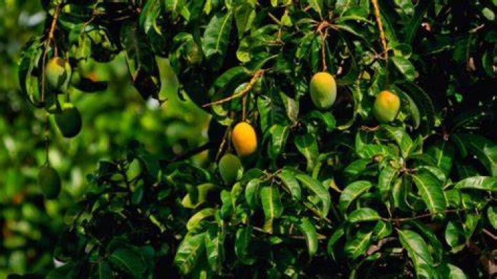 Is Mango deciduous tree?