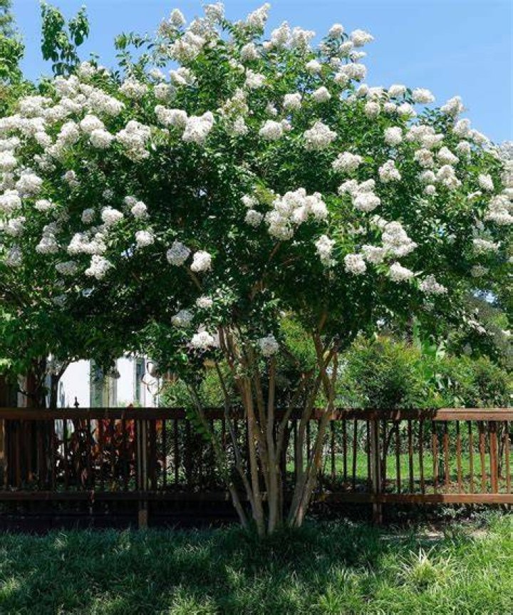 Is meddlesome Myrtle a real flower?