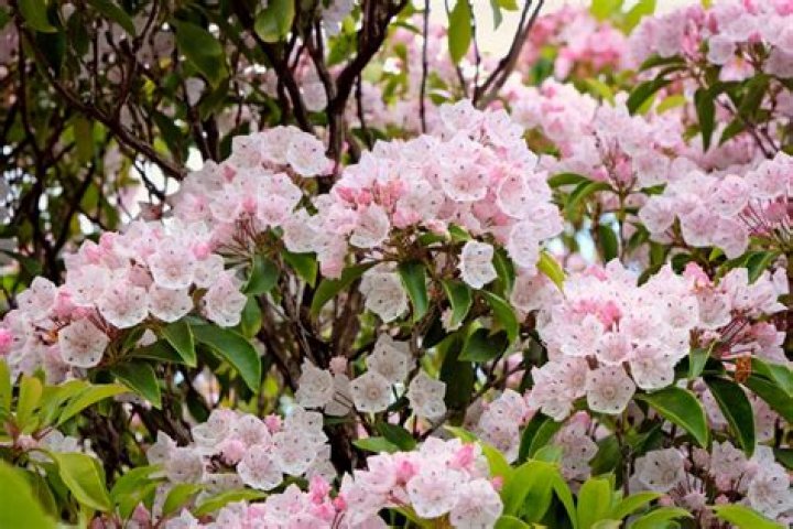 Is Mountain Laurel poisonous?
