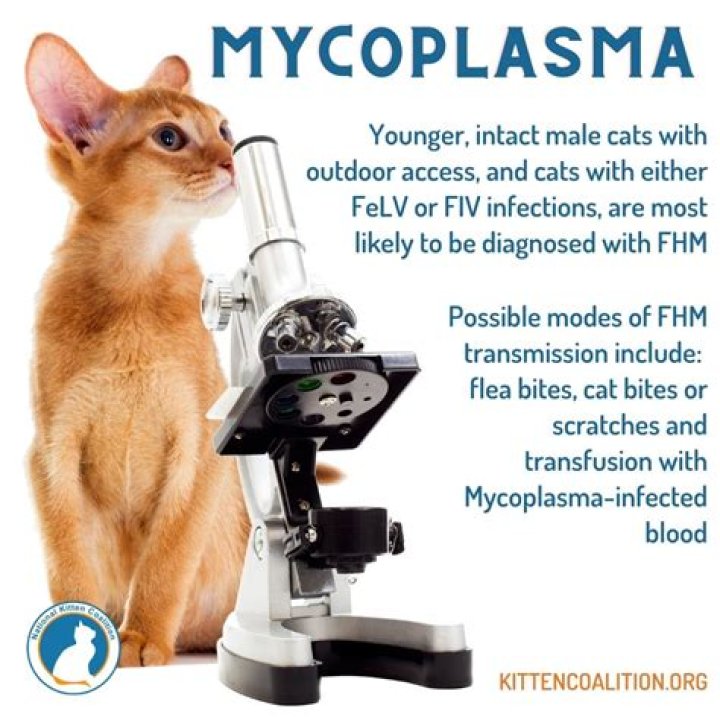 Is mycoplasma in cats contagious to humans?