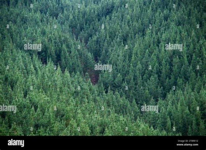 Is New Zealand pine wood a hardwood?