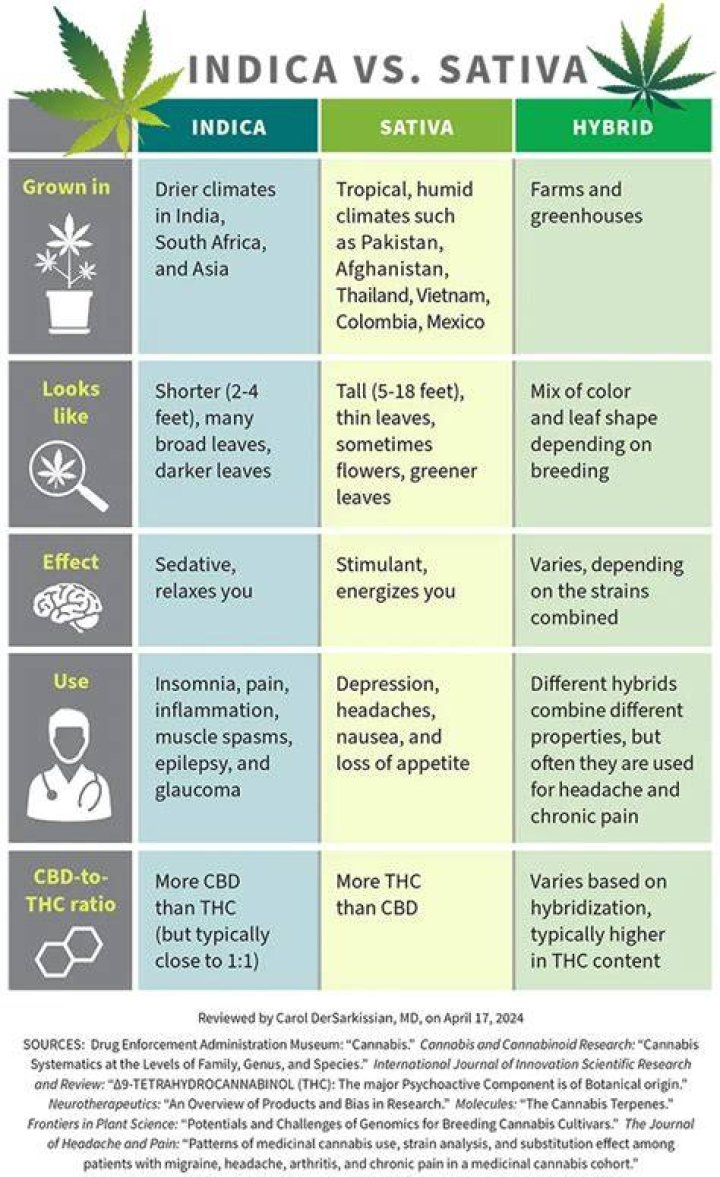 Is OG Kush an Indica or a Sativa?