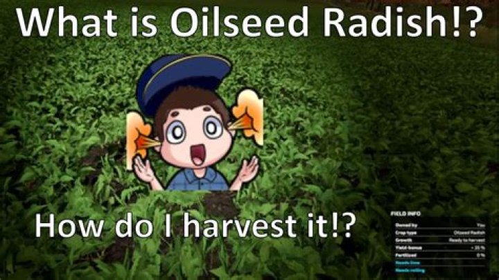 Is oilseed radish edible?