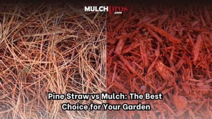Is pine straw good mulch for blackberries?