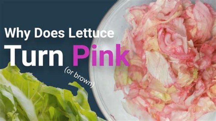 Is pink lettuce safe to eat?