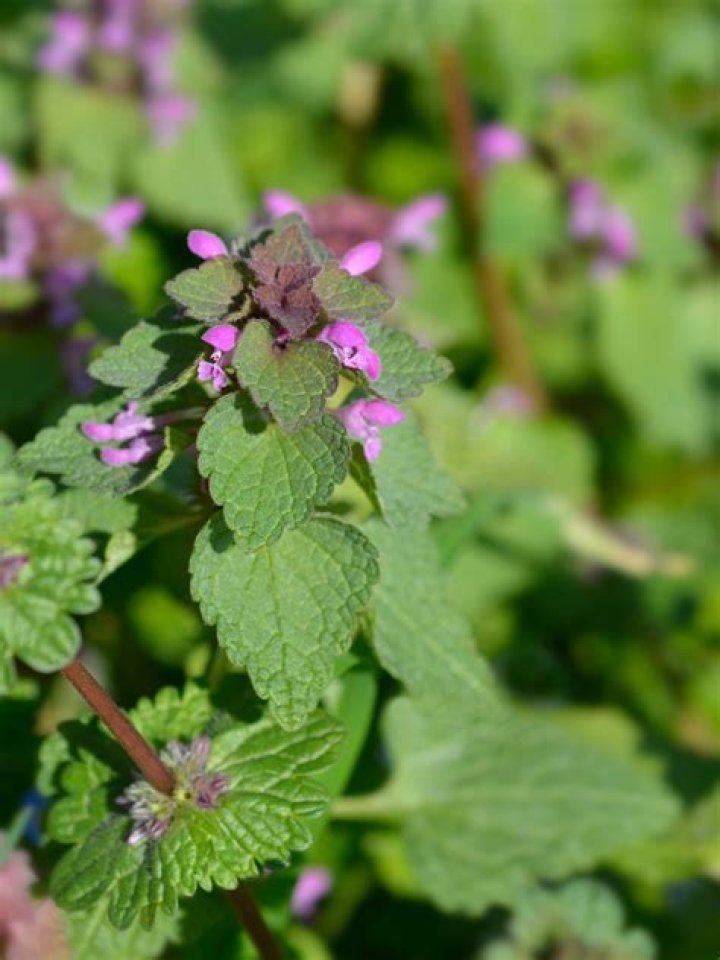 Is purple dead nettle poisonous to dogs?