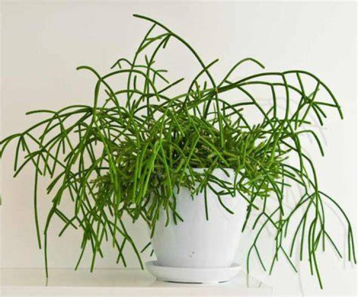 Is rhipsalis poisonous to humans?