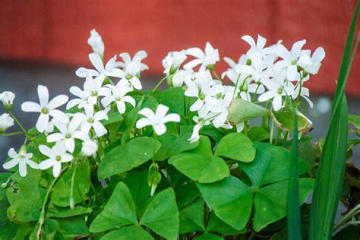 Is Shamrock a shape?