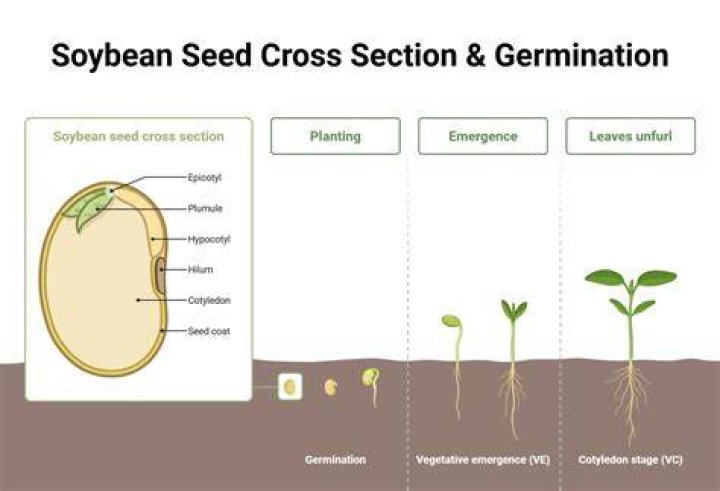 Is Soybean a starch?