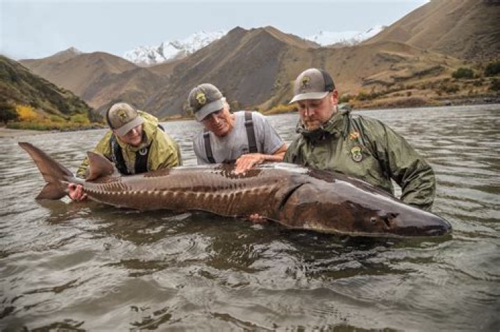 Is sturgeon fish edible?