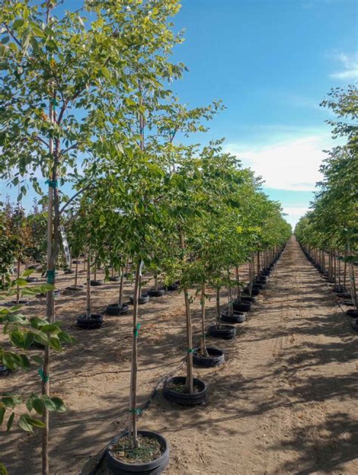 Is the Kentucky coffee tree edible?