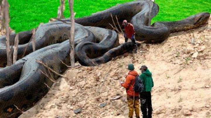 Is the titanoboa still alive?