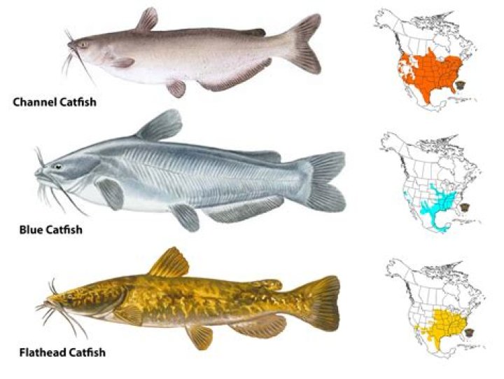Is there a catfish shortage?