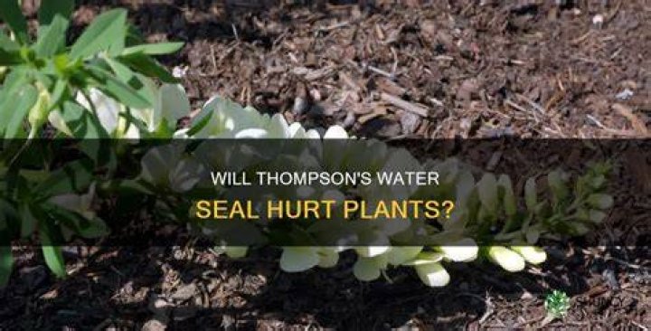 Is Thompson Water Seal toxic to plants?