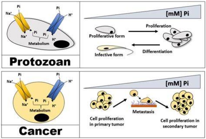 Is tricalcium phosphate cancer causing?