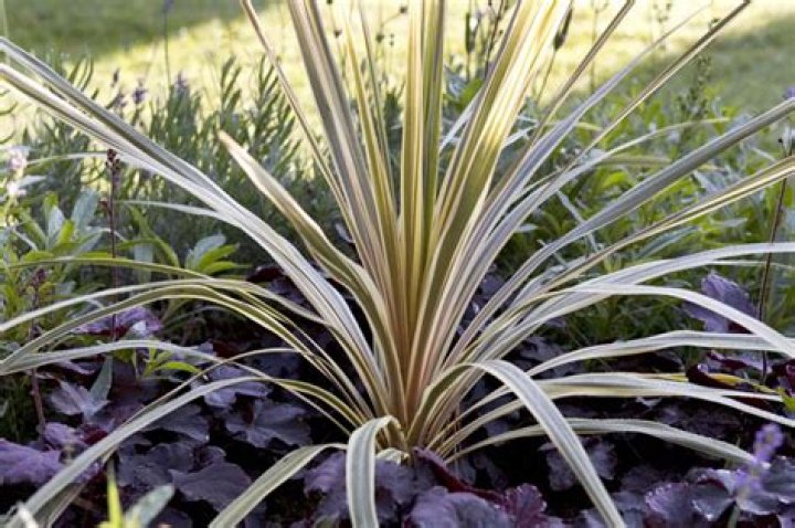 Should I cut the brown leaves off my Cordyline?