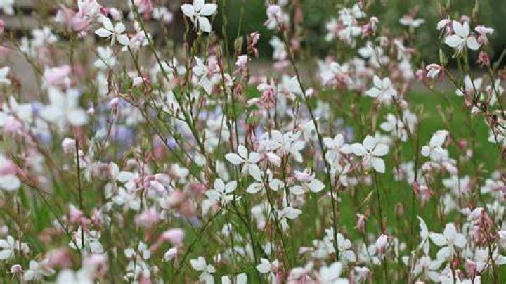 Should I deadhead Gaura?