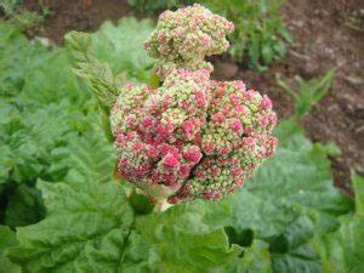 Should I let my rhubarb flower?