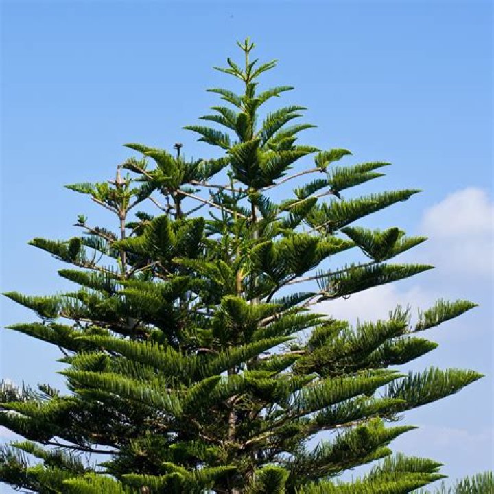 Should I repot my Norfolk pine?