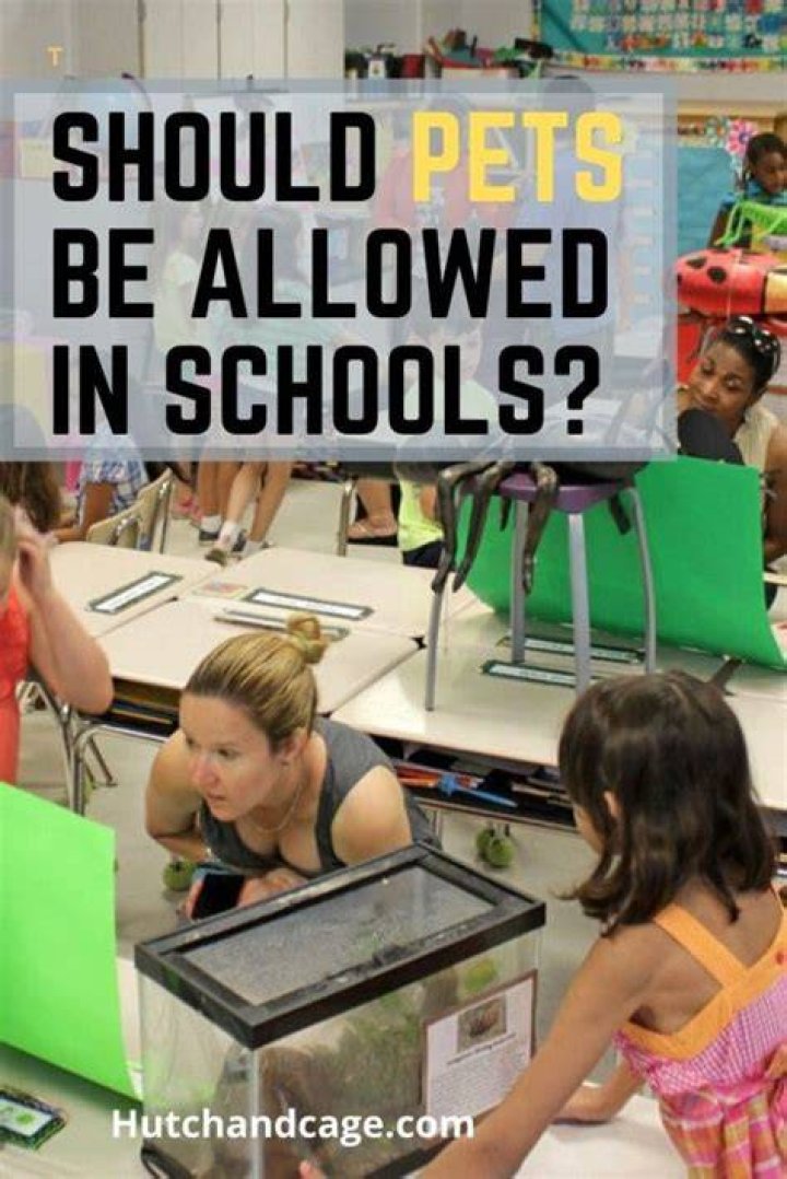 Should pets be allowed in school pros?