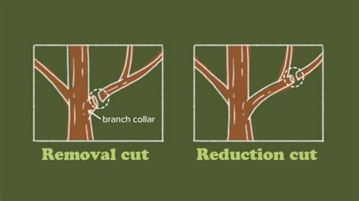 Should pruning cuts be sealed?