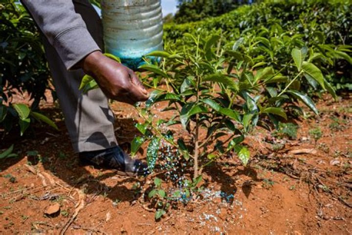Should you water after applying liquid fertilizer?