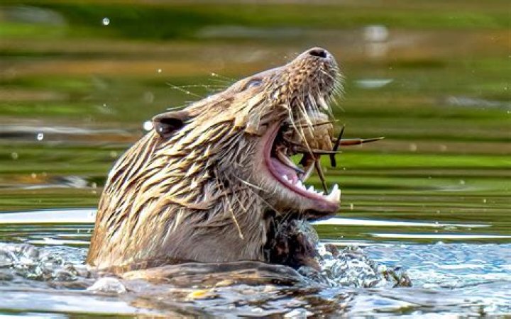 What animal bites the head off birds?