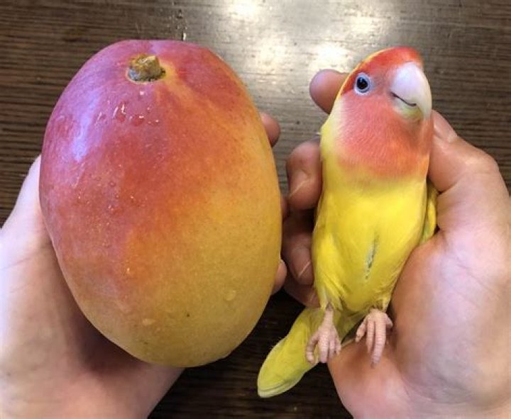 What animal eats mangos?