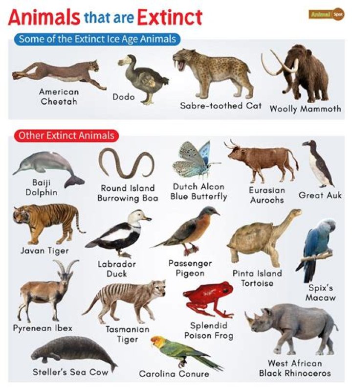 What animal is Mew Mint?