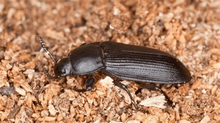What animals eat darkling beetles?