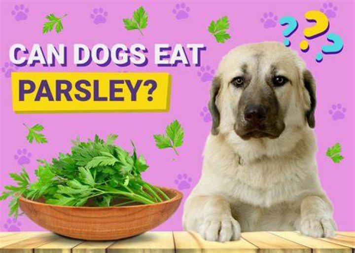 What animals eat parsley?