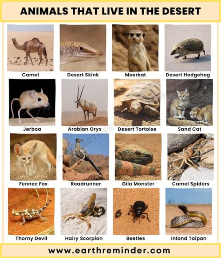 What are 10 animals that live in the desert?